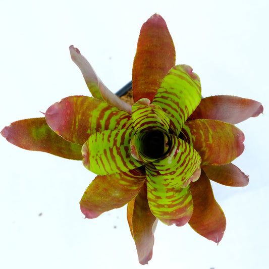 Neoregelia fever pitch