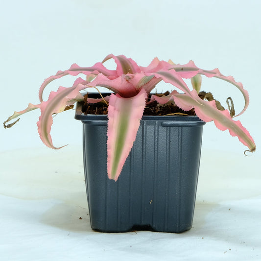 Cryptanthus pink star