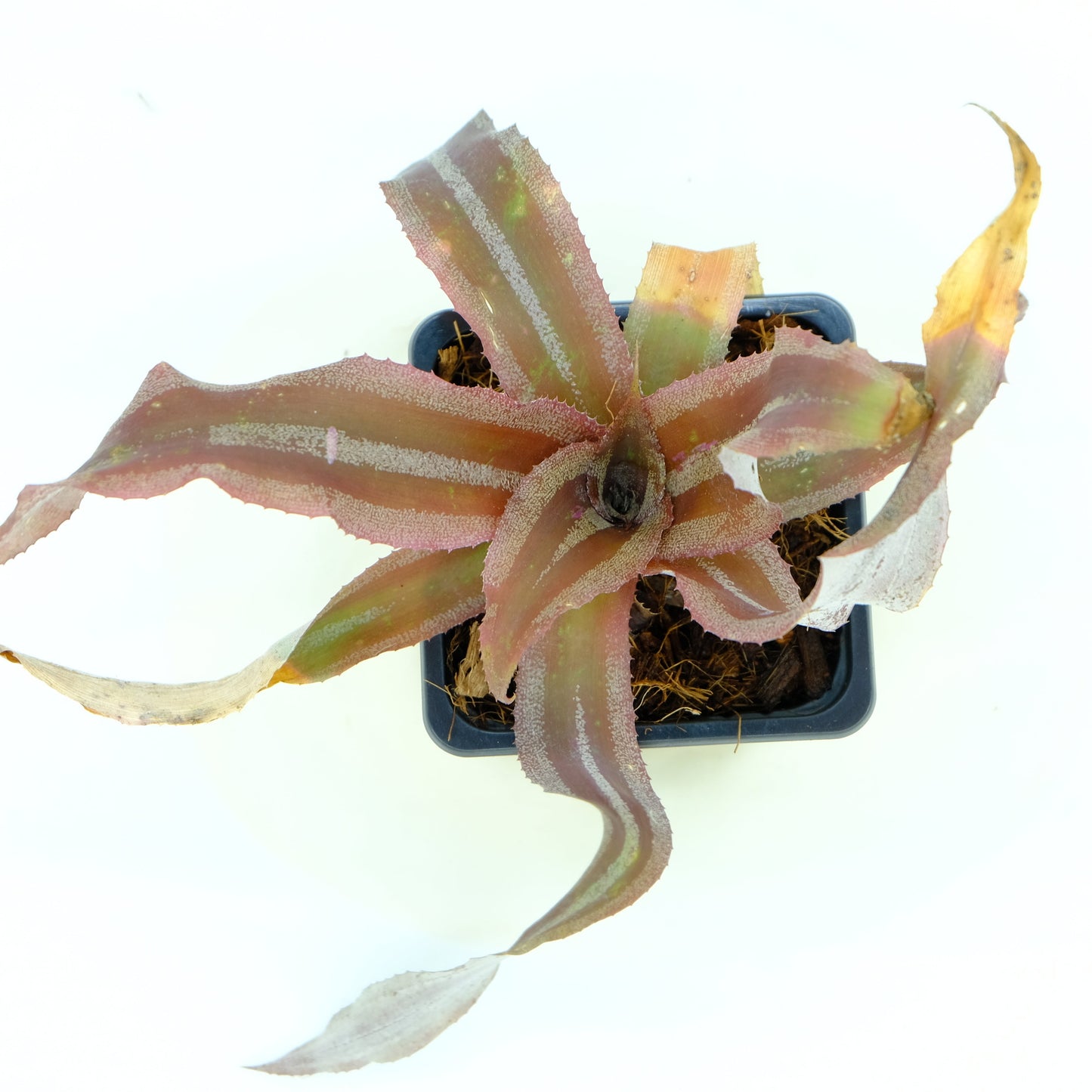 Cryptanthus menesca