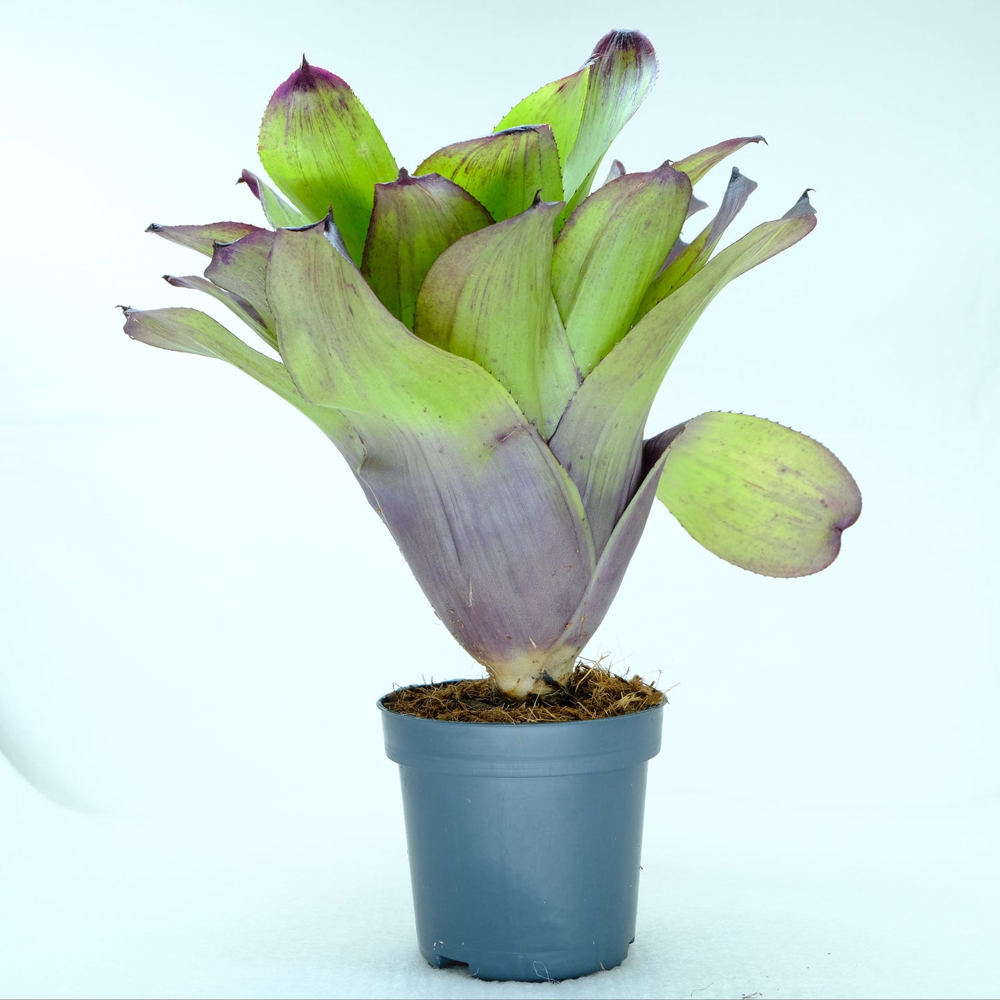 Neoregelia strawberry lemon