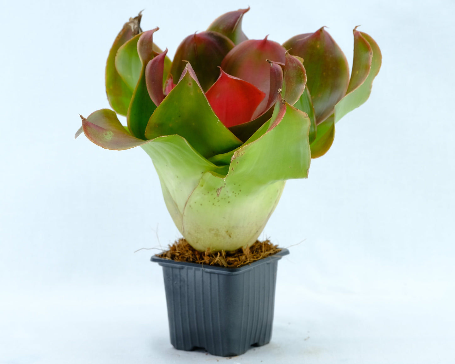 Neoregelia medusa hybrids