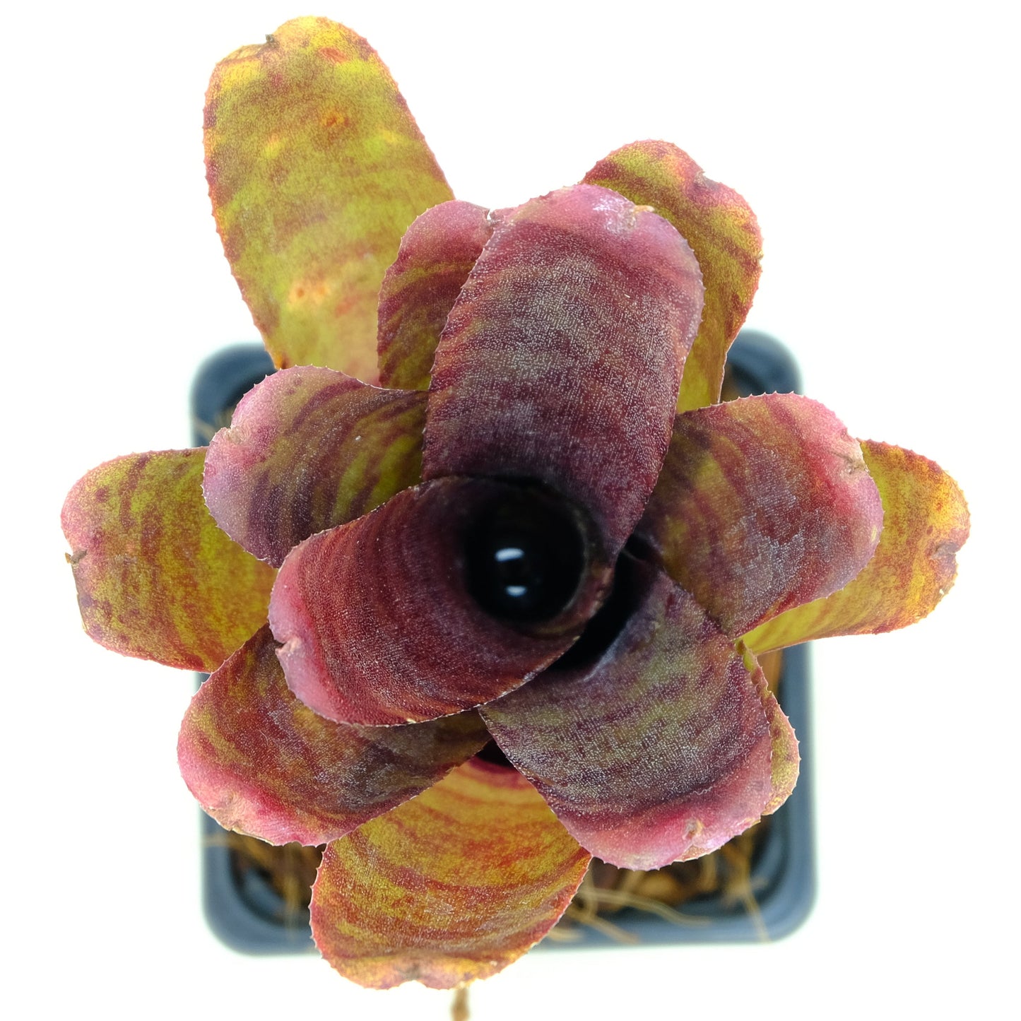 Neoregelia palmaris