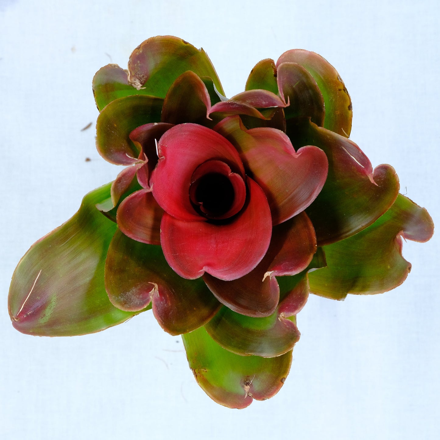 Neoregelia medusa hybrids