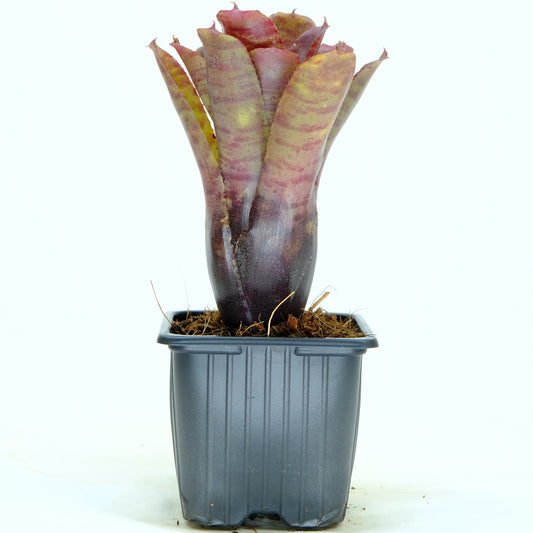 Neoregelia palmaris