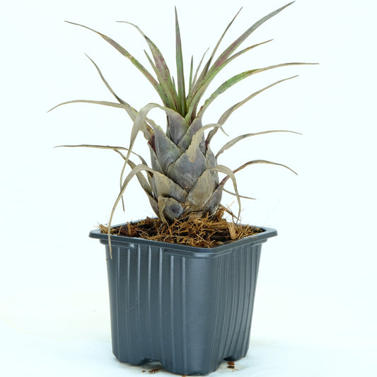 Vriesea flammea