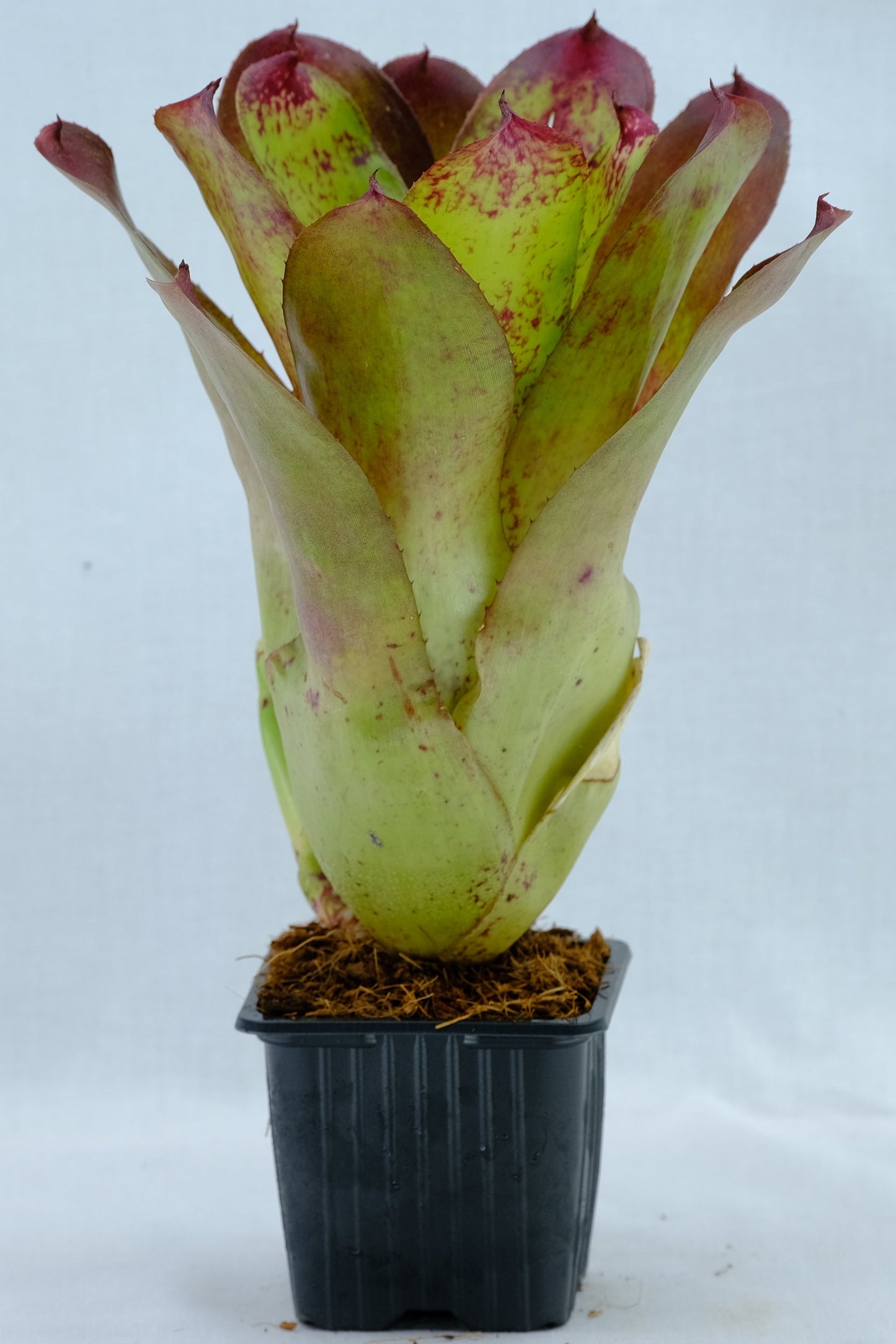 Neoregelia compact ninja