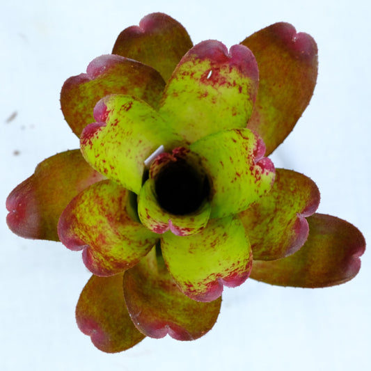 Neoregelia compact ninja