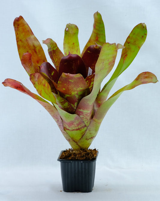 Neoregelia DOAE