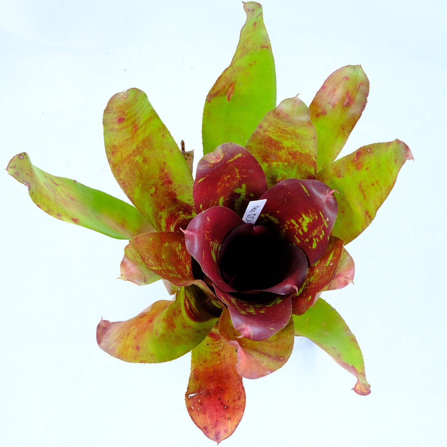 Neoregelia DOAE