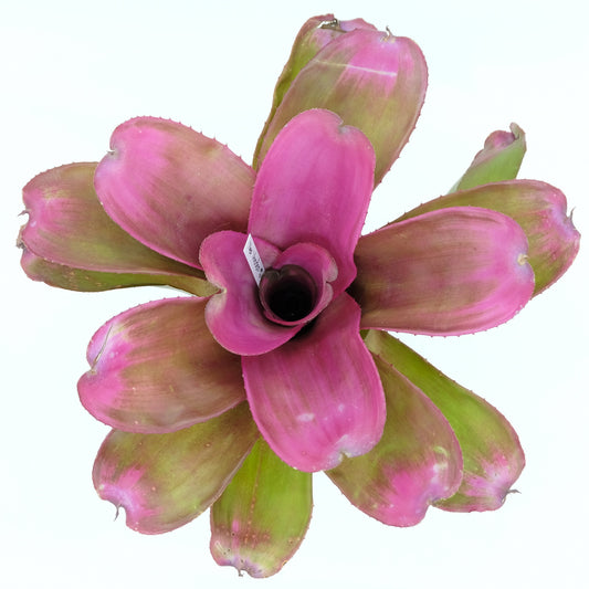 Neoregelia voodoo x lila