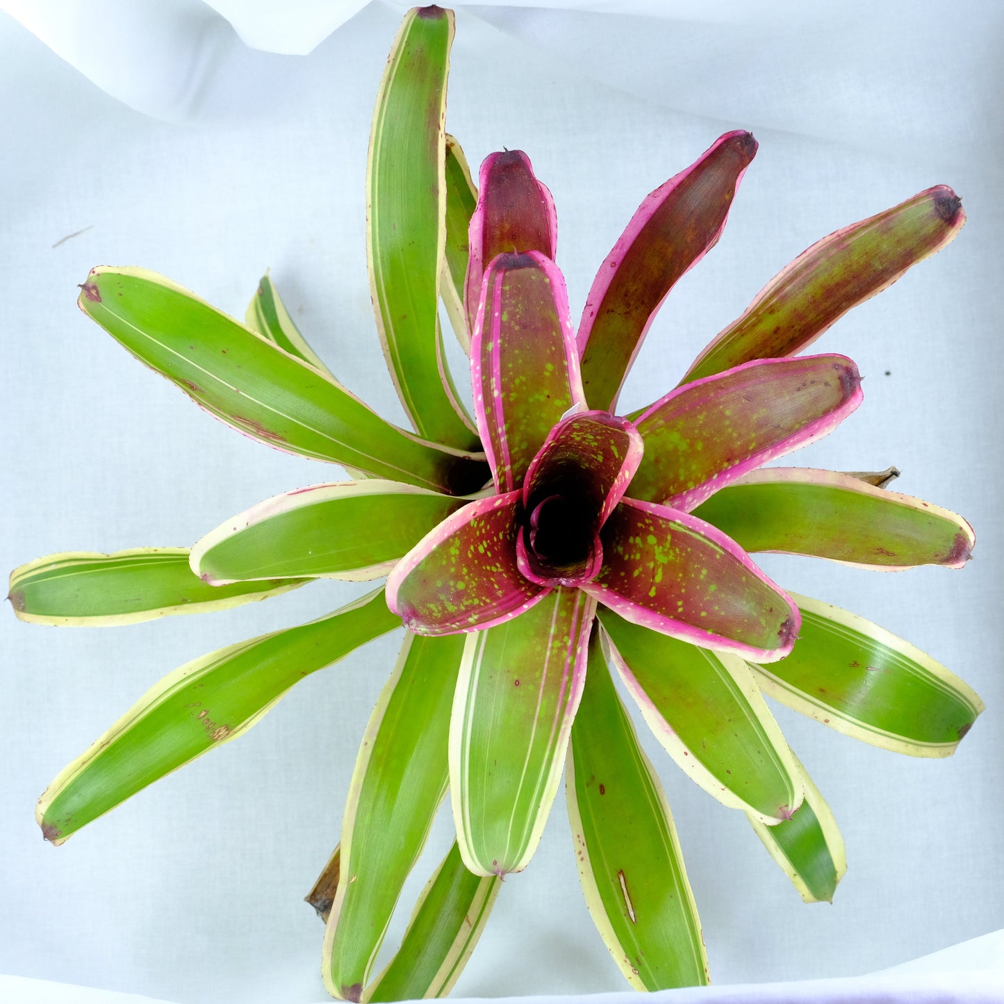 Neoregelia