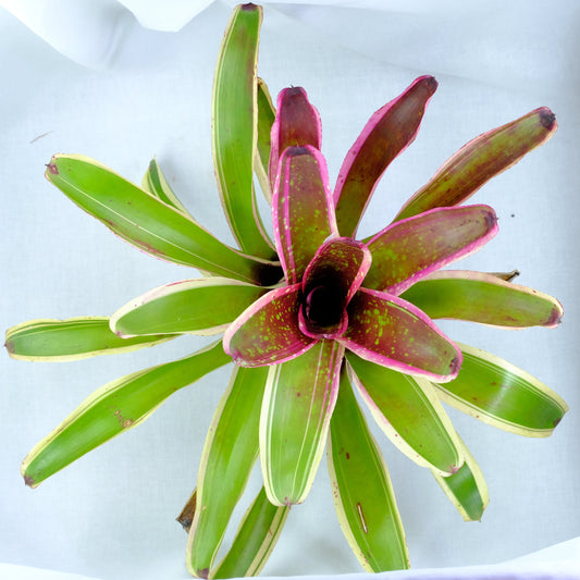 Neoregelia
