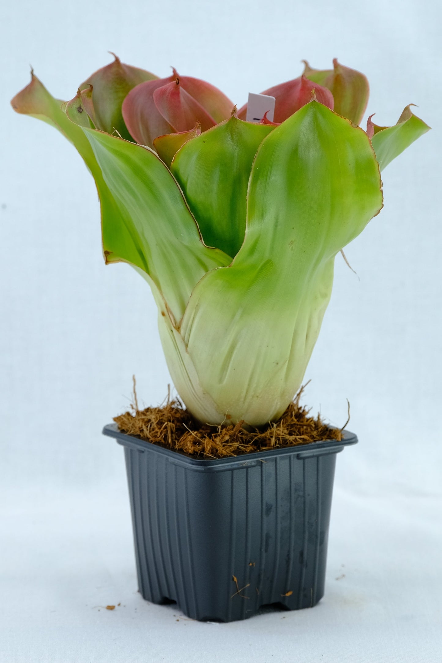 Neoregelia medusa hybrids