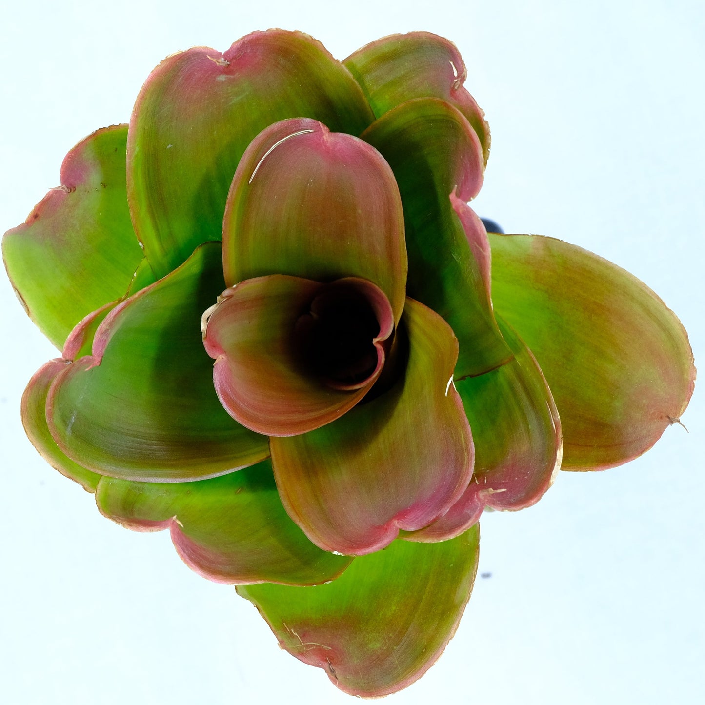 Neoregelia medusa hybrids