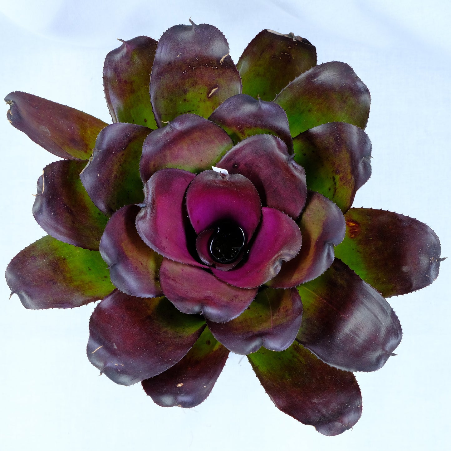 Neoregelia compact ninja hybrid