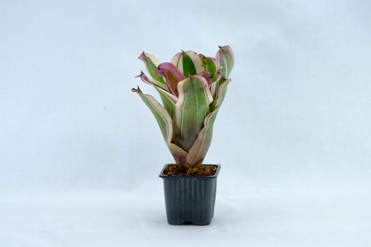 Neoregelia baby girl