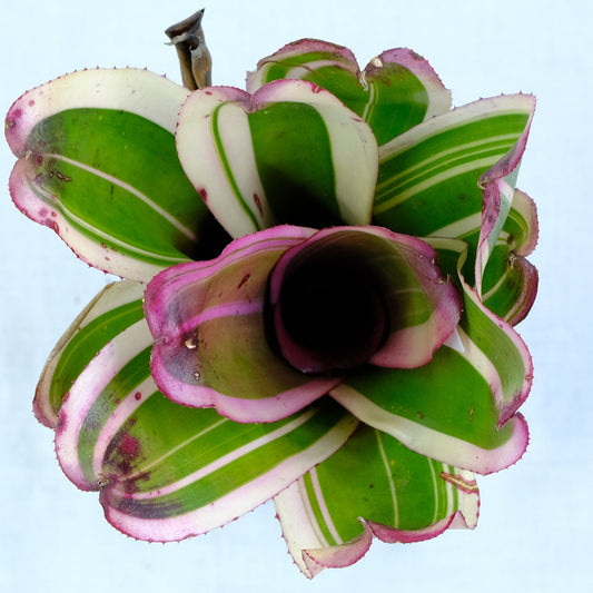 Neoregelia sister janet albo