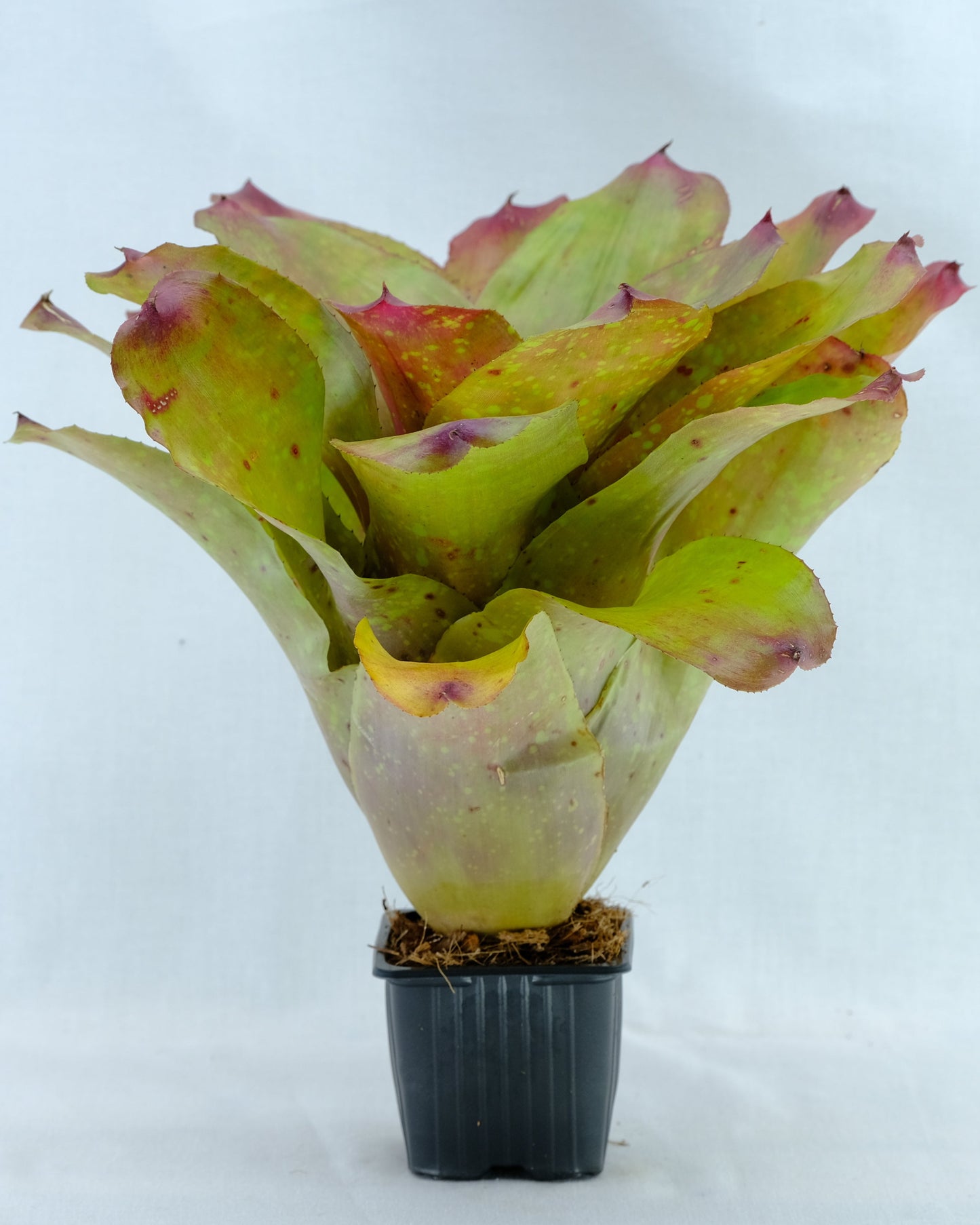 Neoregelia ninja hybrid