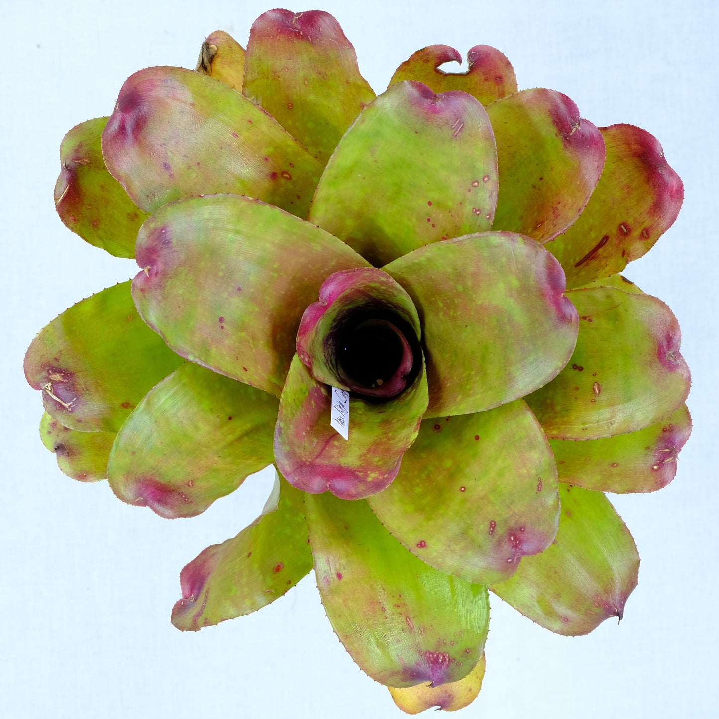 Neoregelia ninja hybrid