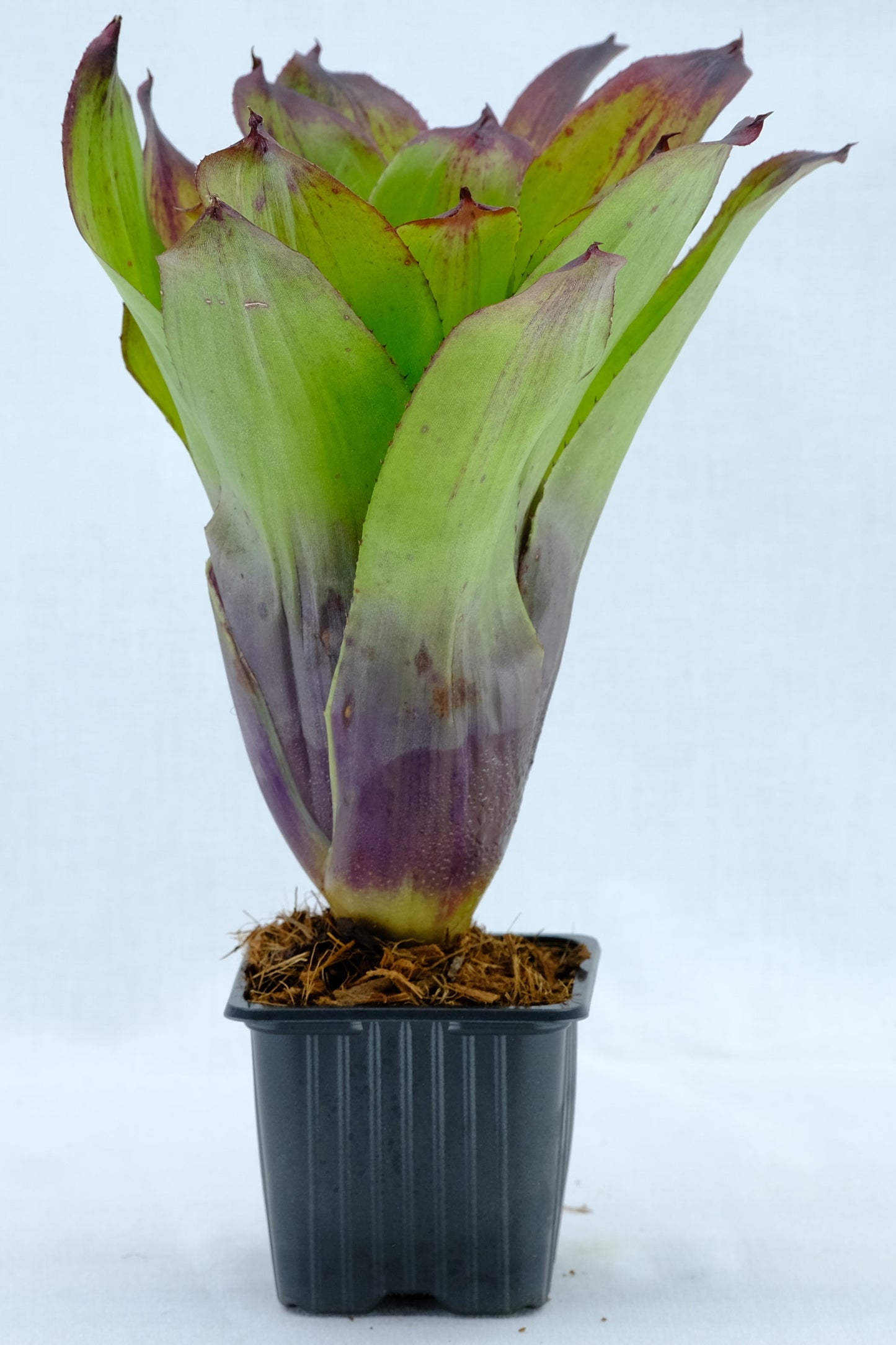 Neoregelia compact ninja hybrid