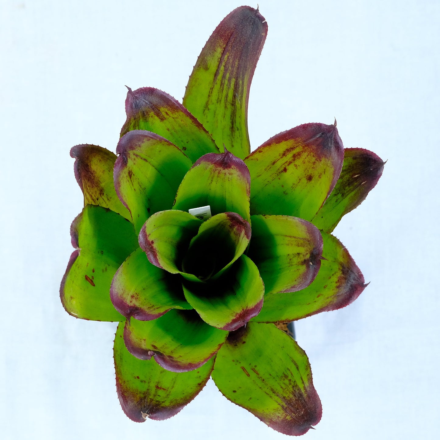Neoregelia compact ninja hybrid