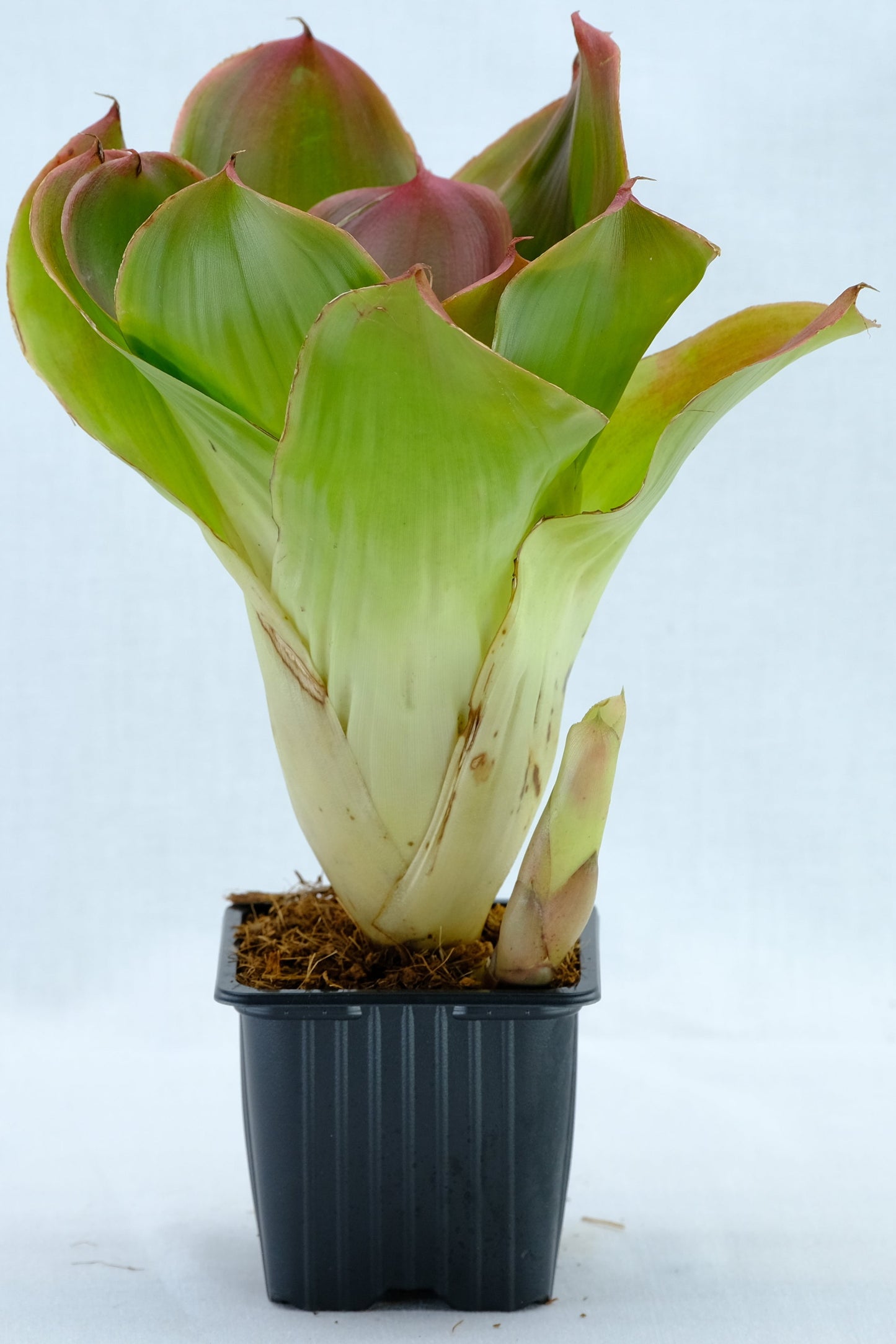 Neoregelia medusa hybrids