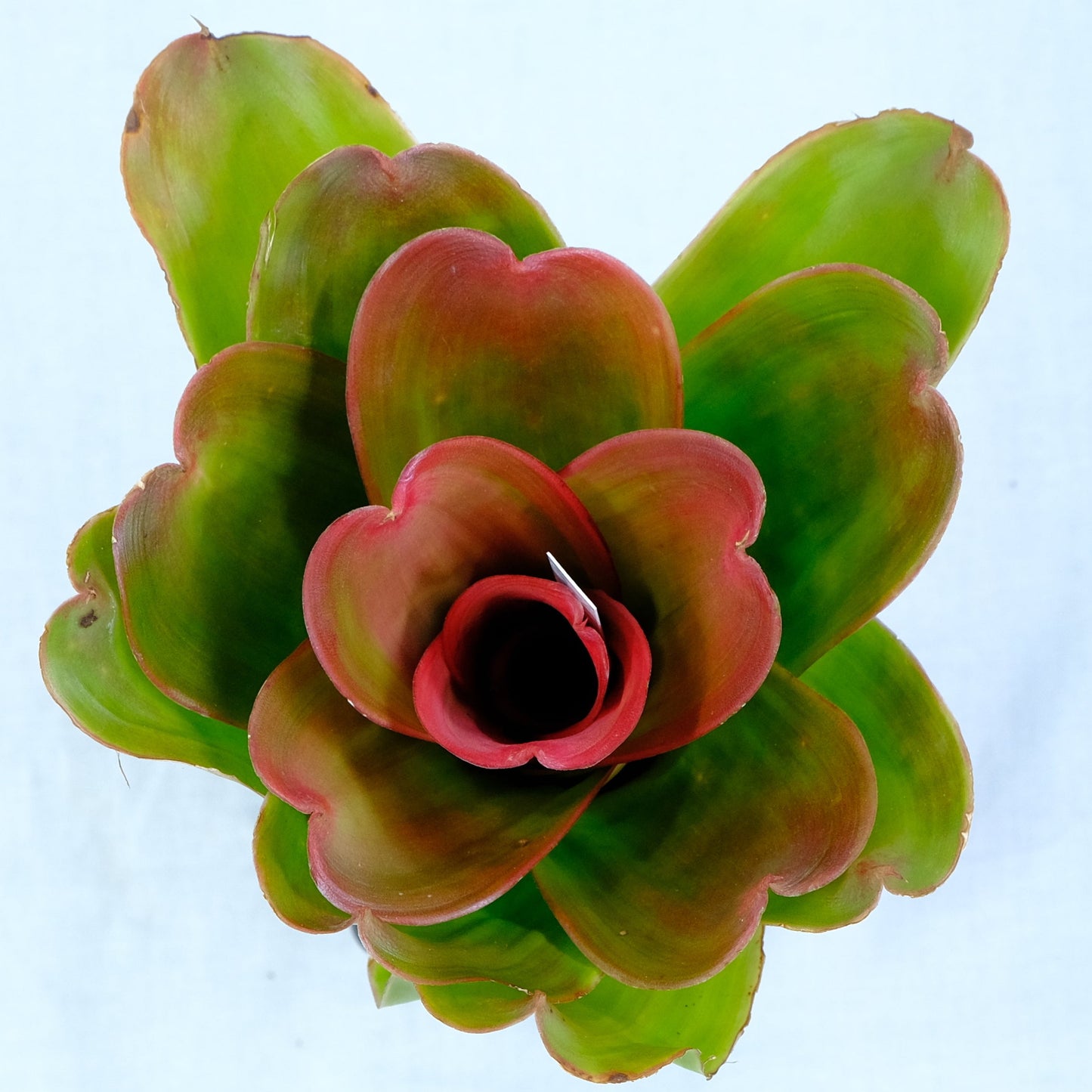 Neoregelia medusa hybrids