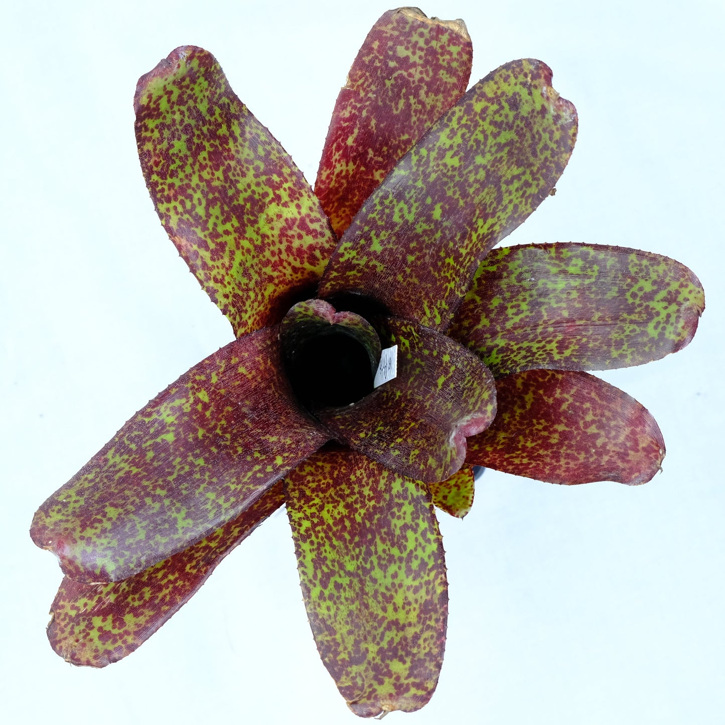 Neoregelia PHITS