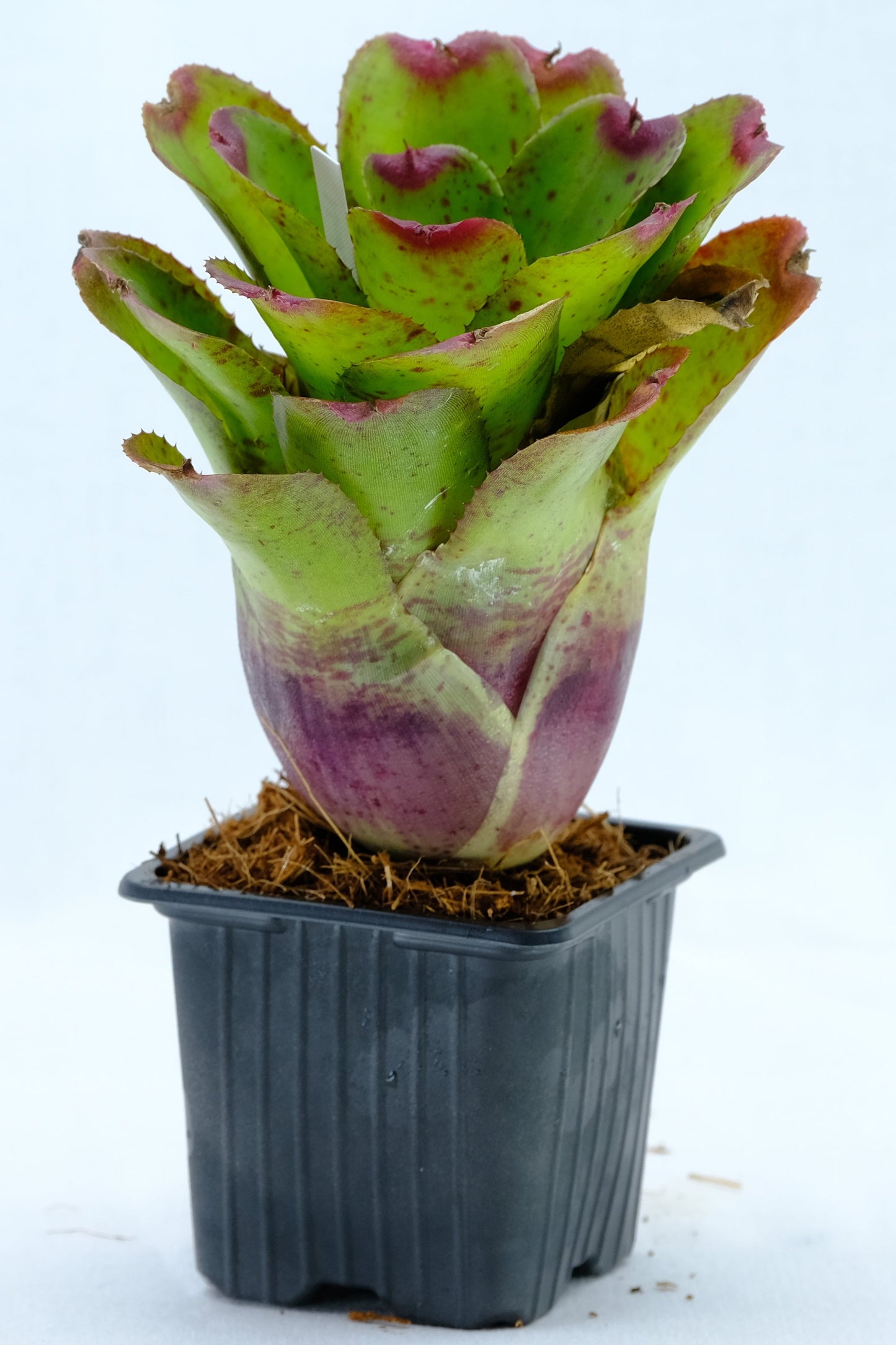Neoregelia little pitch