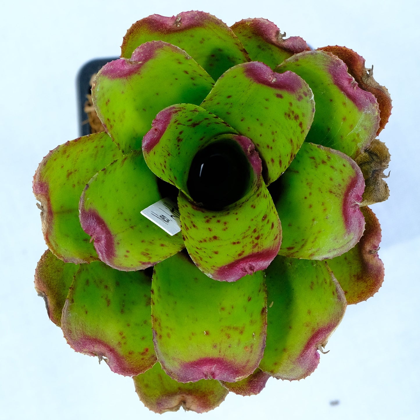 Neoregelia little pitch