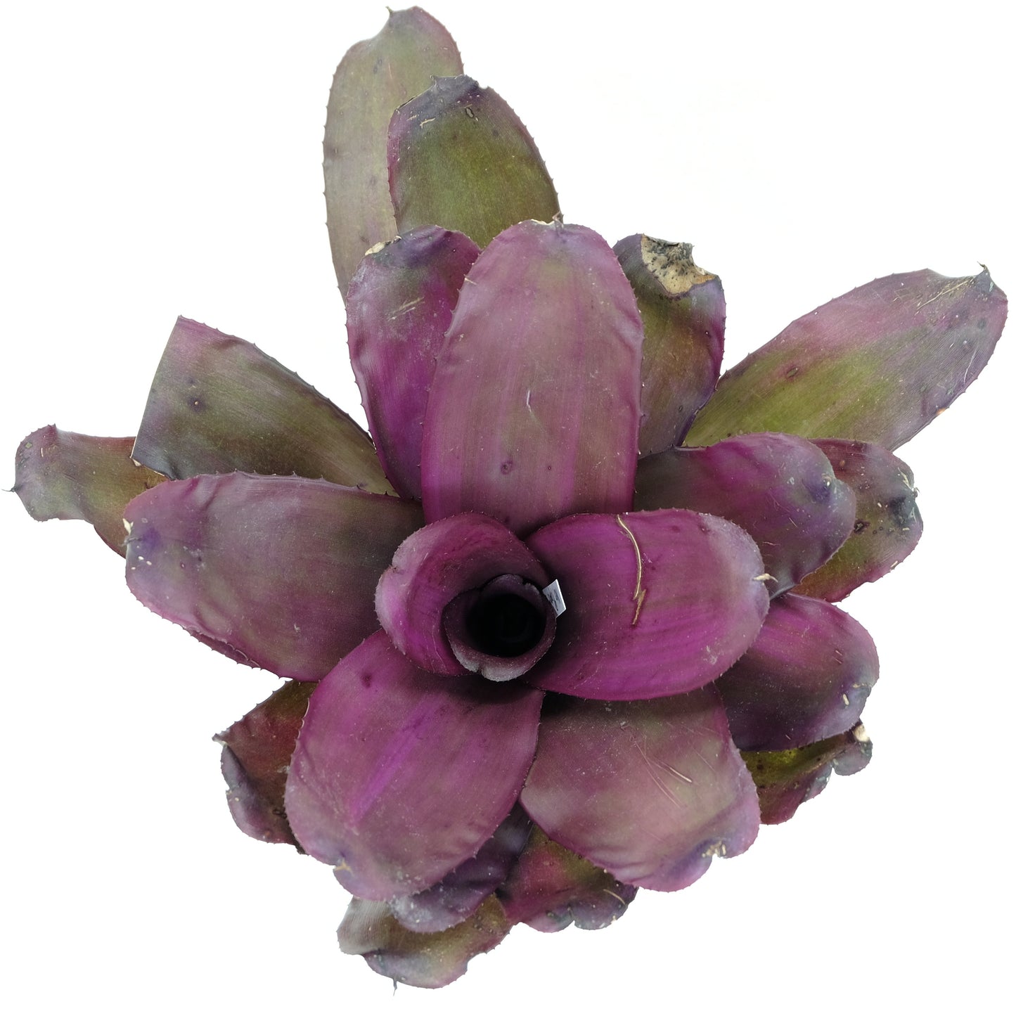 Neoregelia purple star hybrid