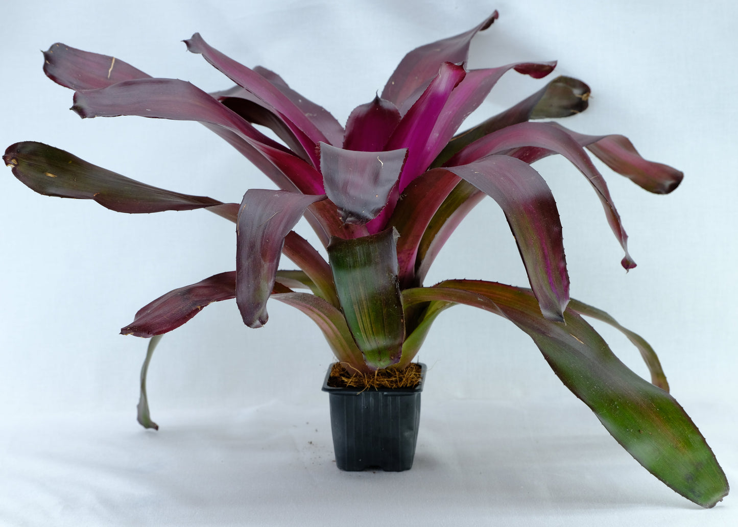 Neoregelia sp.