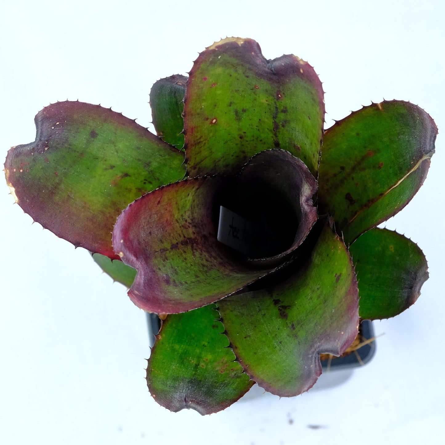 Aechmea nudicaulis red rubra