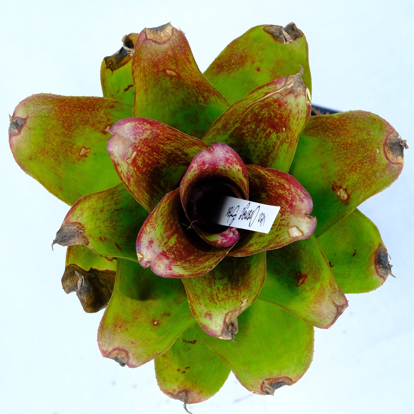 Neoregelia orange star