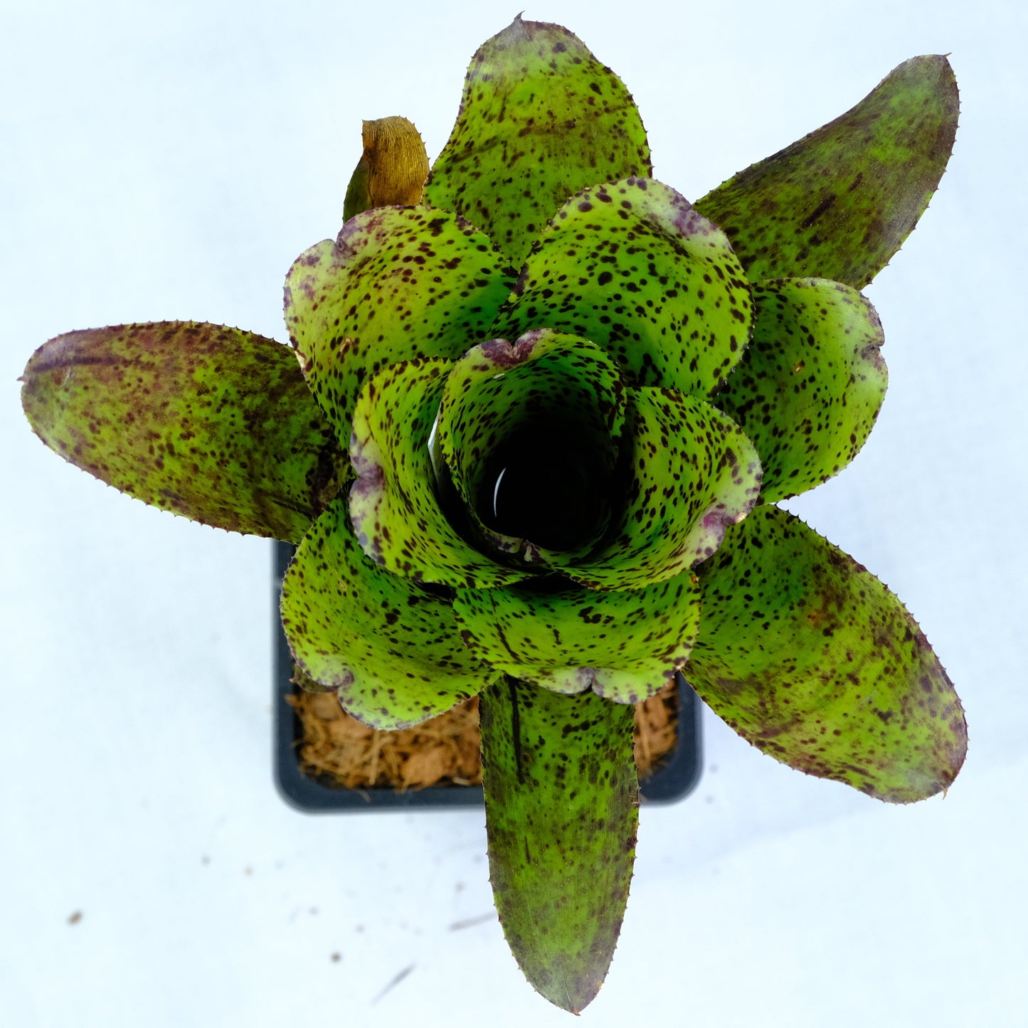 Neoregelia shamrock