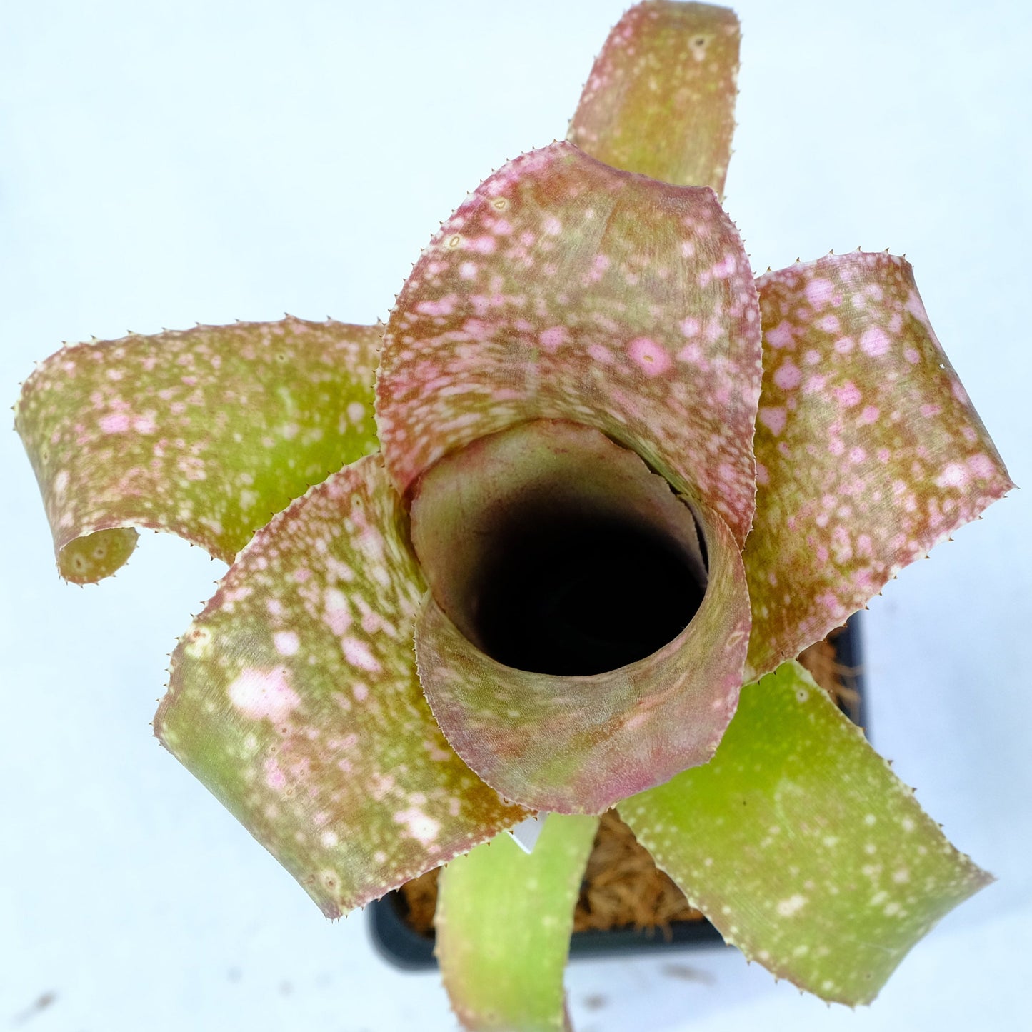 Bilbergia tequila sunset