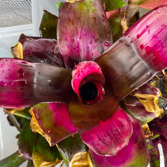 Neoregelia hybrid rose
