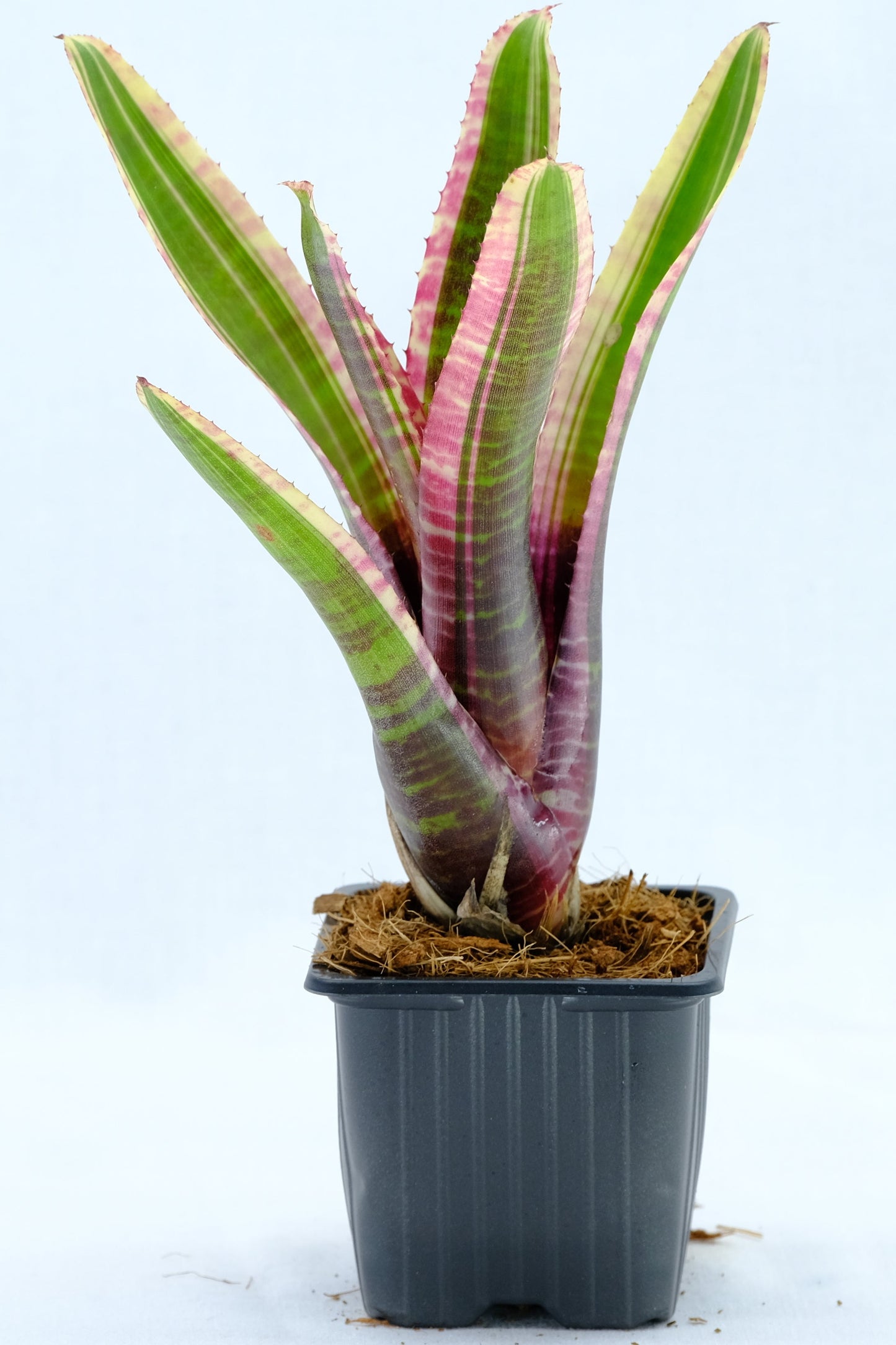 Neoregelia live wire