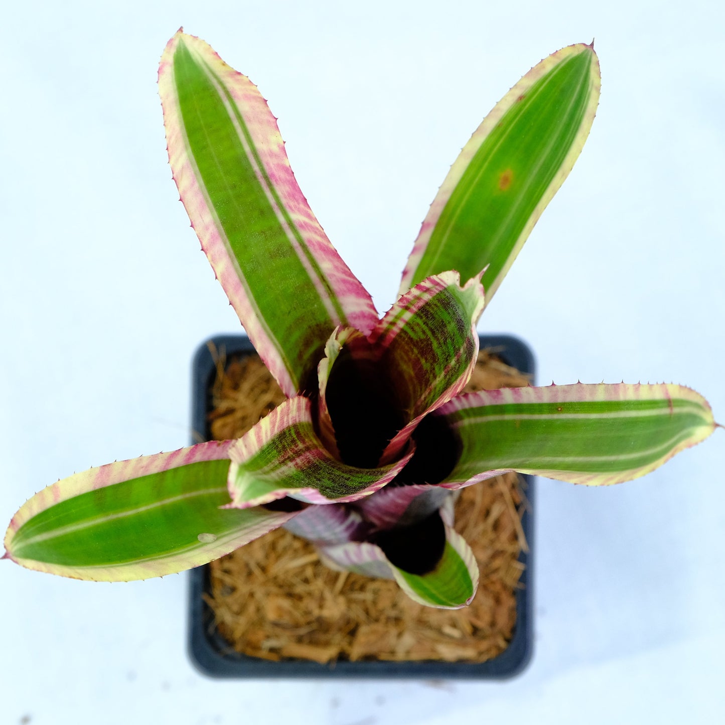 Neoregelia live wire