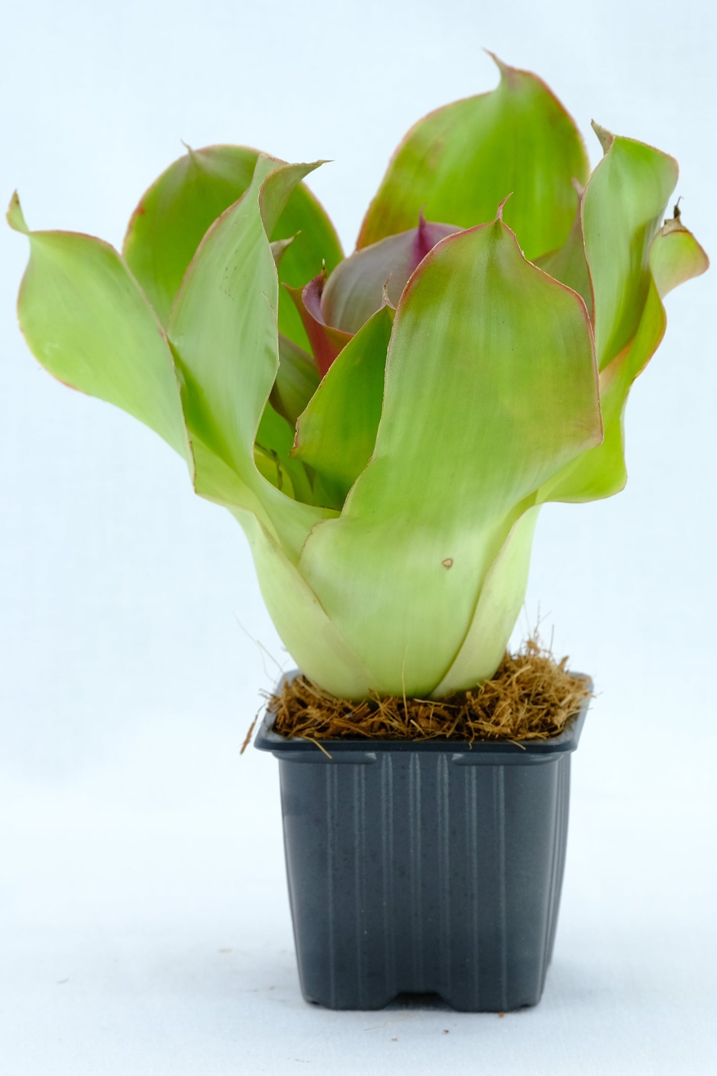 Neoregelia medusa hybrids