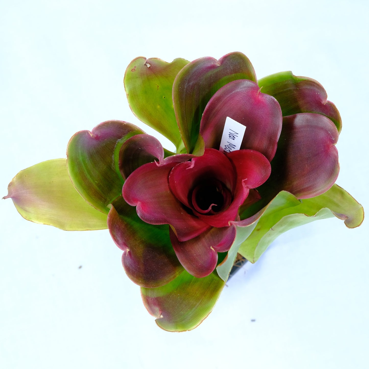 Neoregelia medusa hybrids