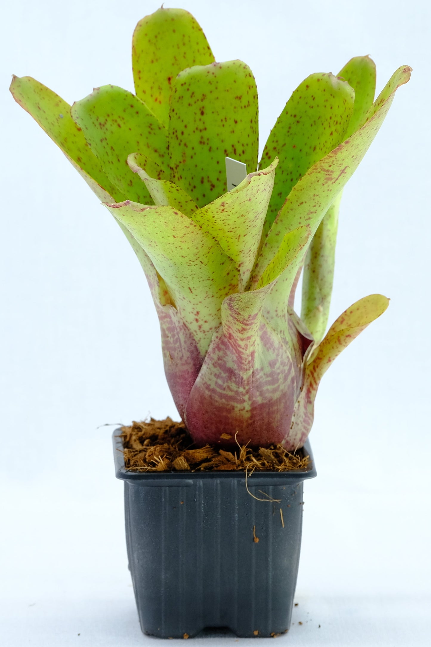 Neoregelia green spot