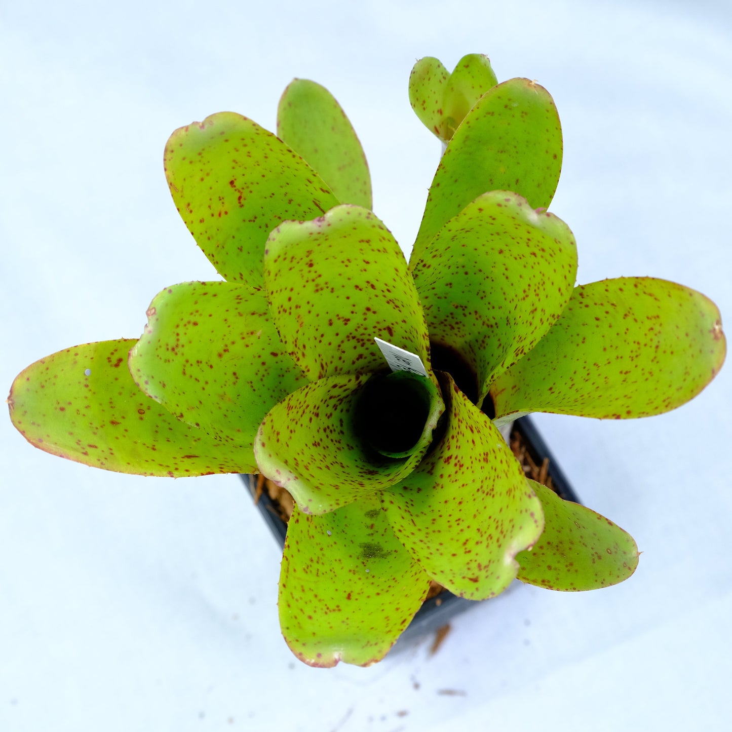 Neoregelia green spot