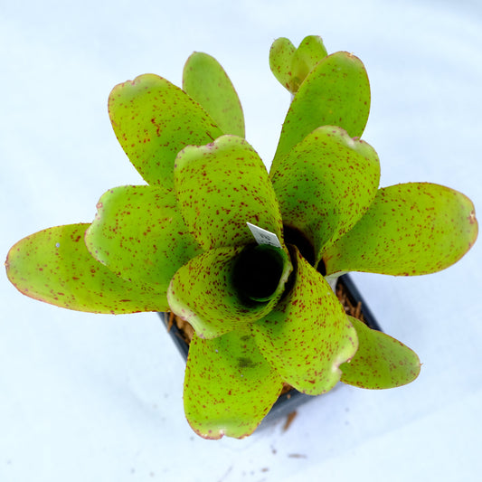 Neoregelia green spot