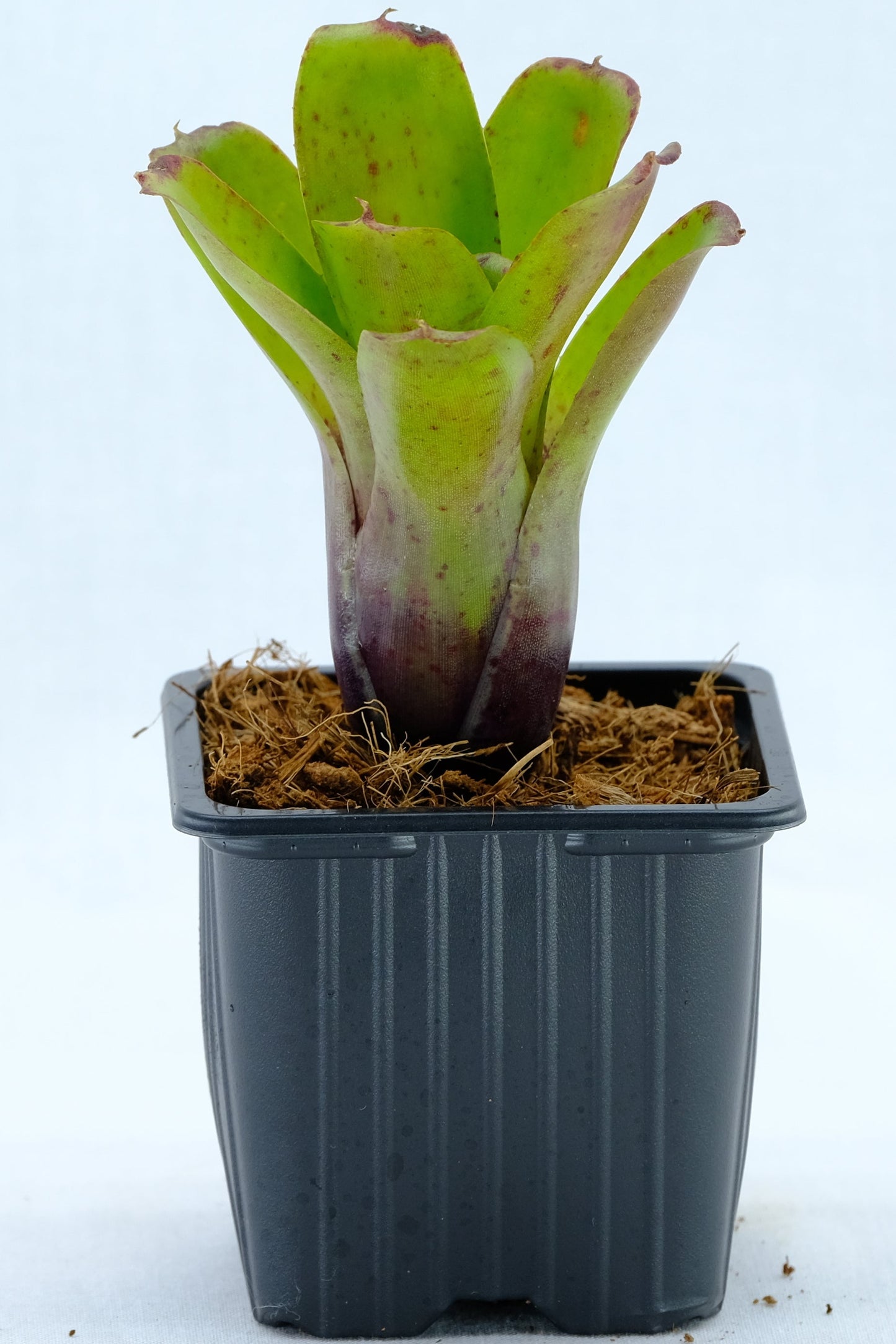 Neoregelia mini linda