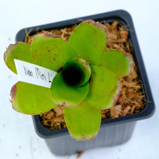 Neoregelia mini linda