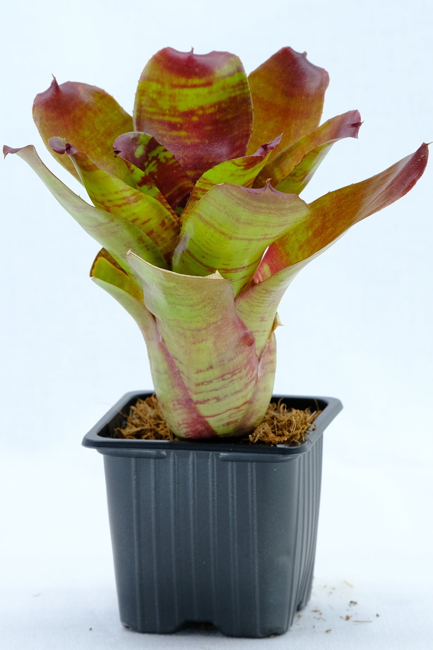 Neoregelia maestro vida