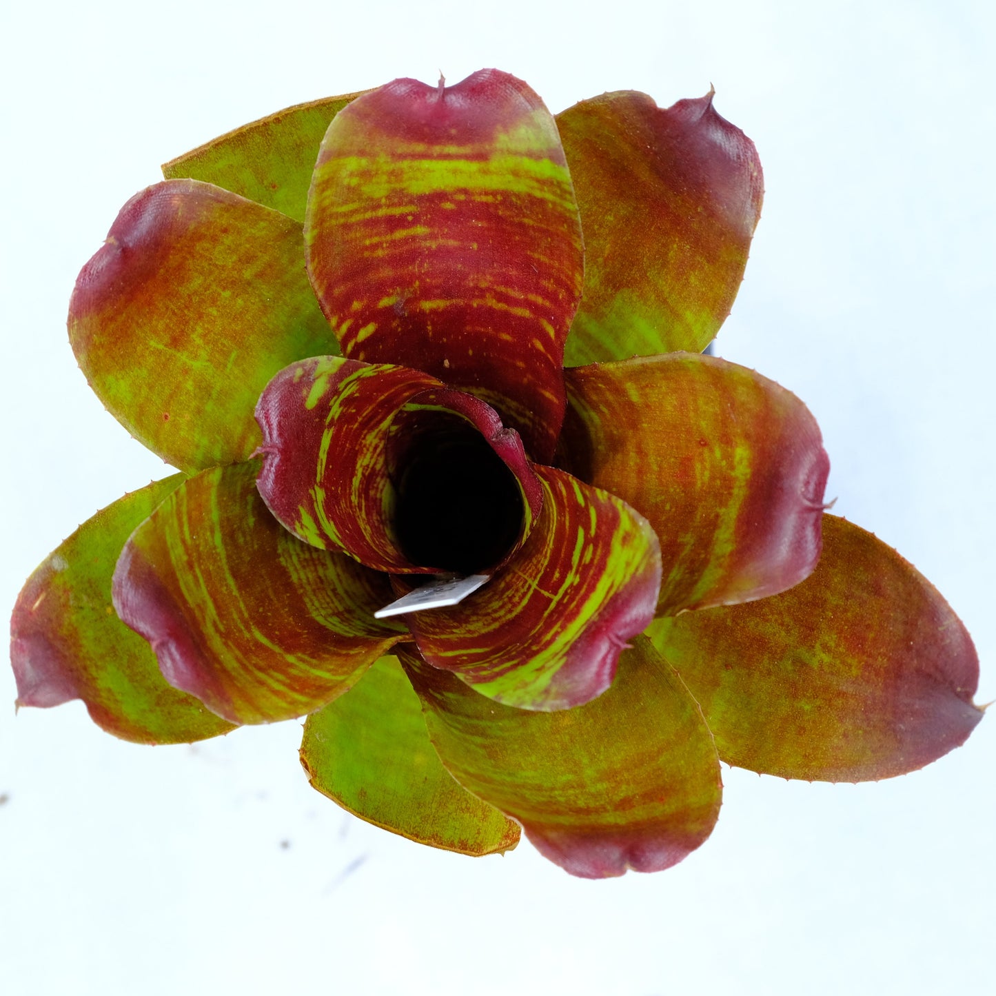 Neoregelia maestro vida