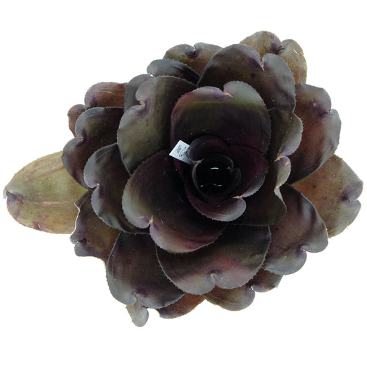 Neoregelia compact hybrid