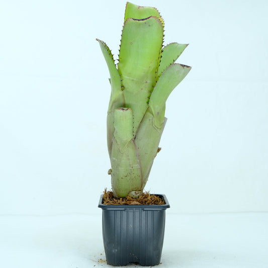 Aechmea nudicaulis good band